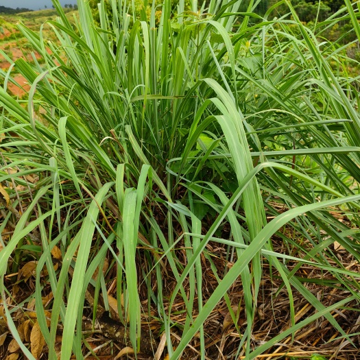 勐海县香茅草