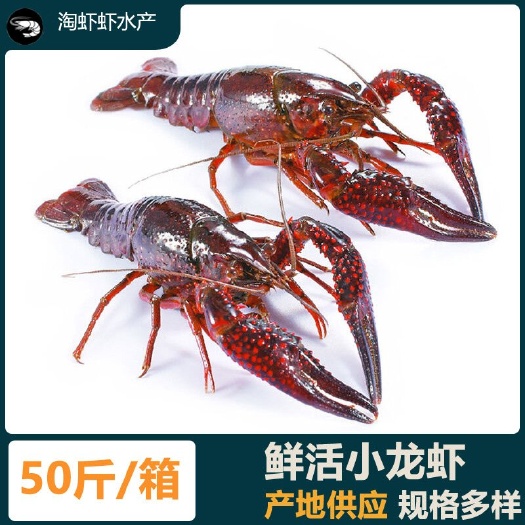 东莞市湖北潜江特产清水养殖苏州小龙虾现货批发鲜活干净满肉四川小龙虾