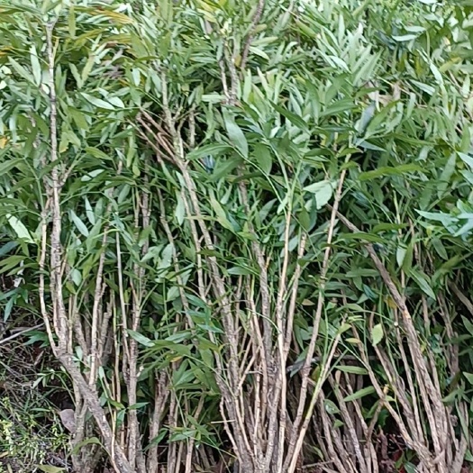 柳叶十大功劳，窝子带土球