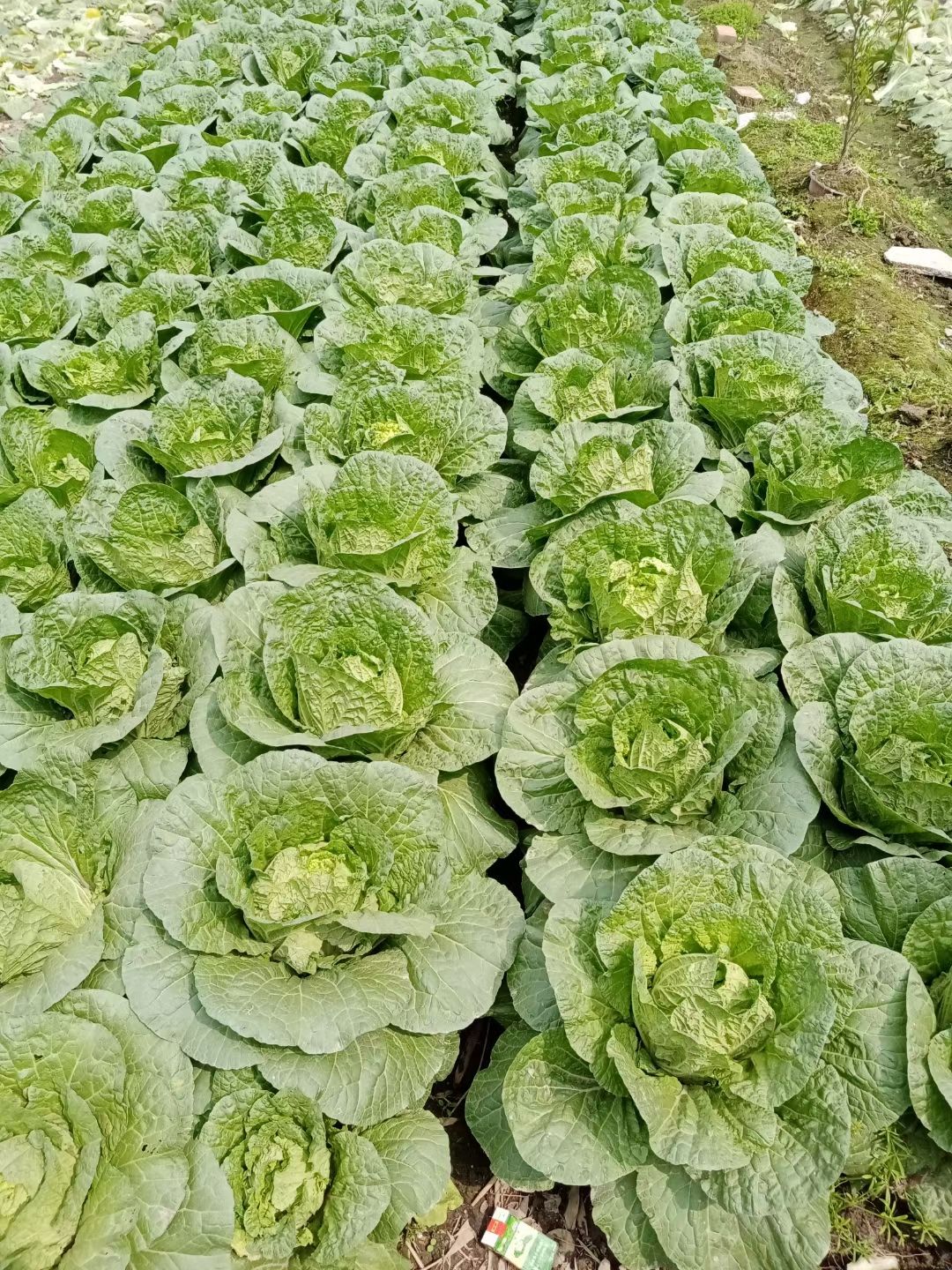 黄心大白菜  大白菜 自家园子 一手货源