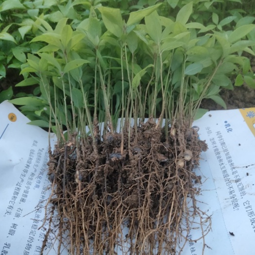 阳朔县金丝楠木小本苗圃大量出售金丝楠木芽苗，香樟芽苗，等绿化苗木