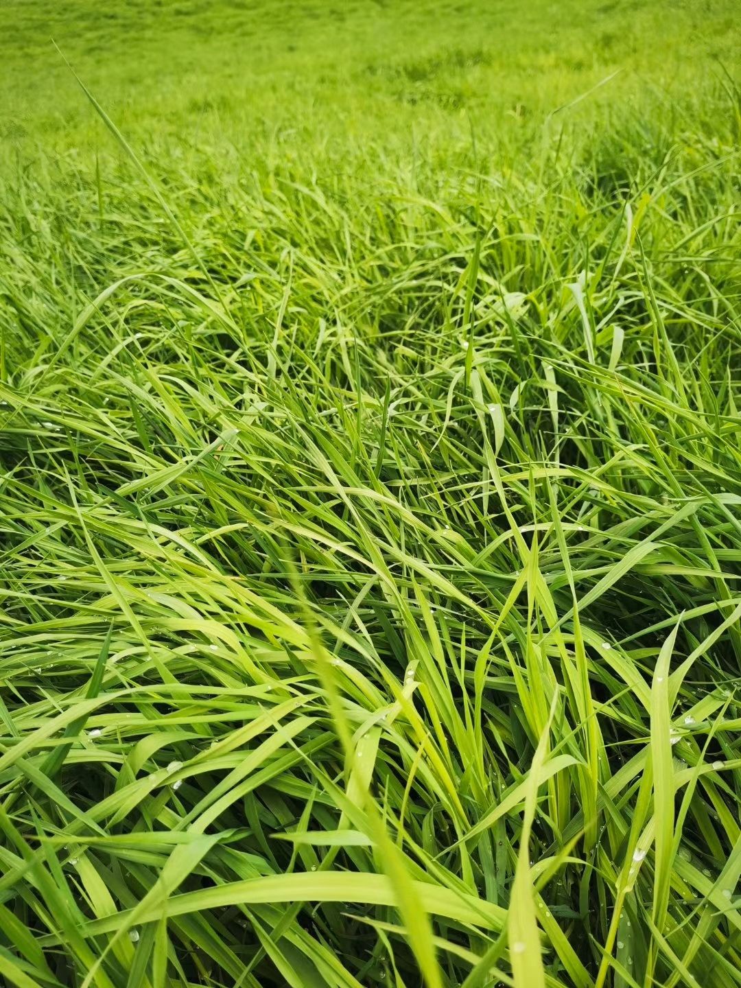 晒干提摩西草批发零售 兔兔荷兰猪等萌宠的食粮