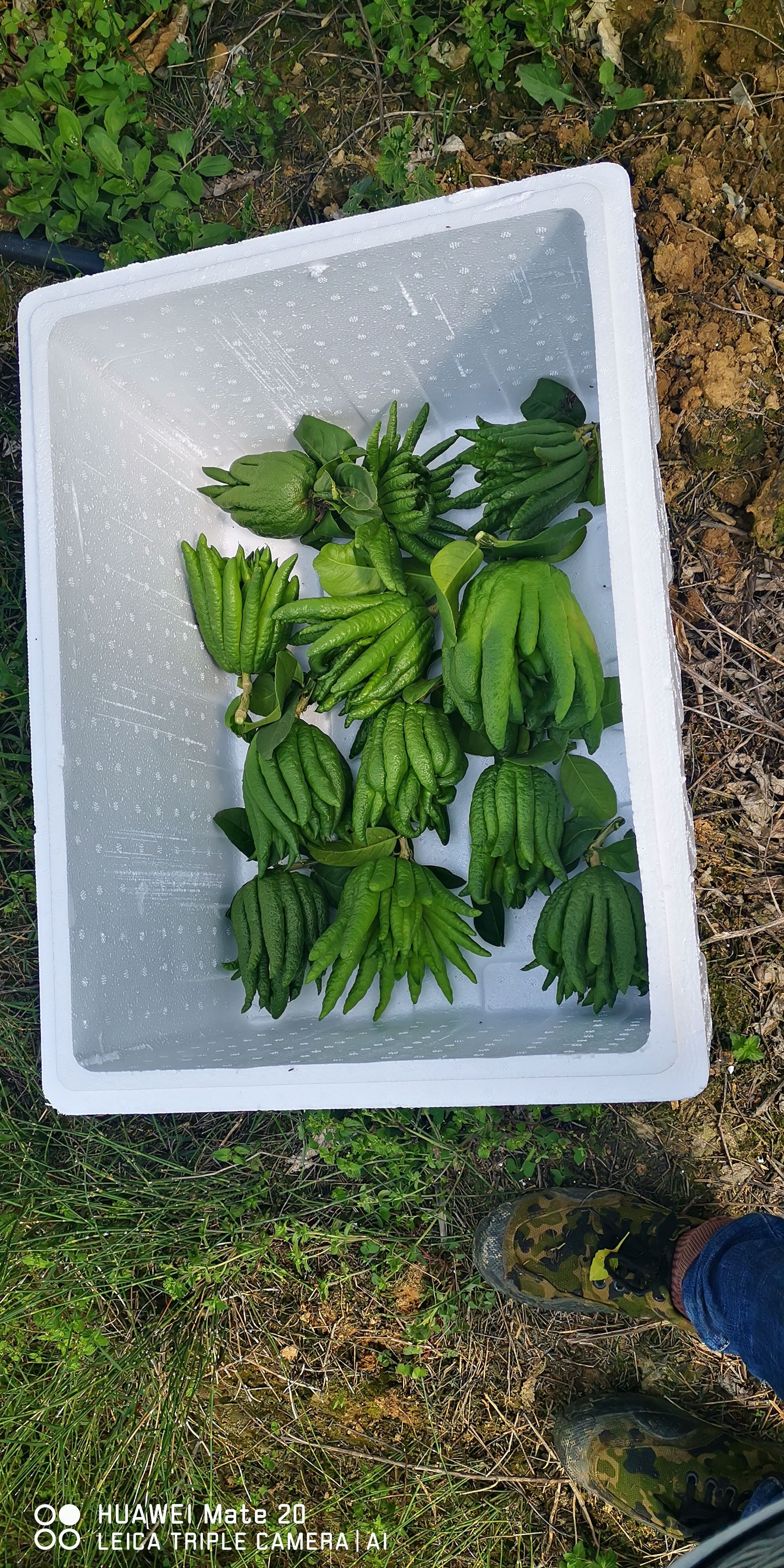 佛手观赏果，香橼观赏果