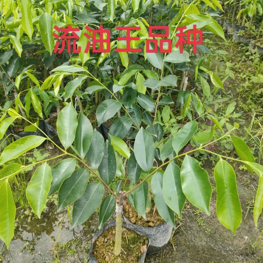 奇楠沉香树 正宗嫁接奇楠红骨凹身沉香苗嫁接一代红骨凹身结香快