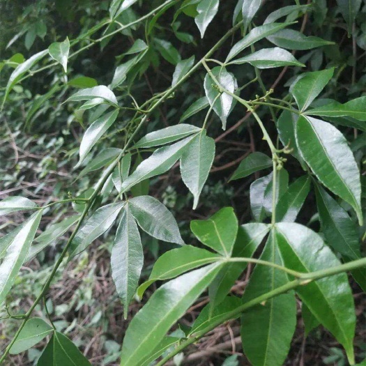 中草药，见血飞，飞龙掌血