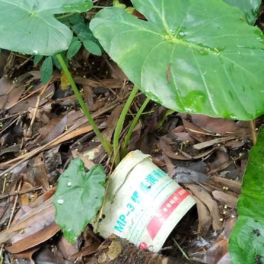 广西水观音，观赏植物