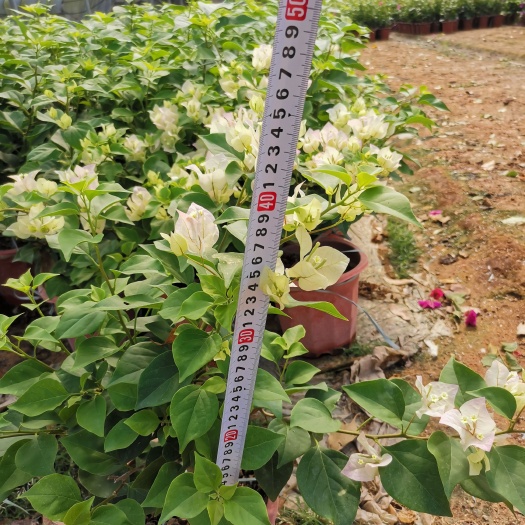 深圳三角梅
