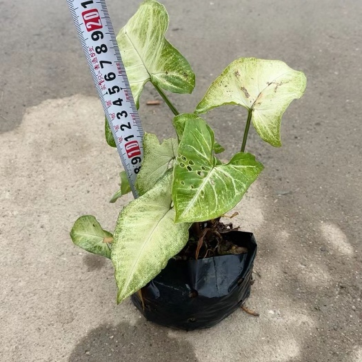 漳浦县绿精灵合果芋盆栽 合果芋
