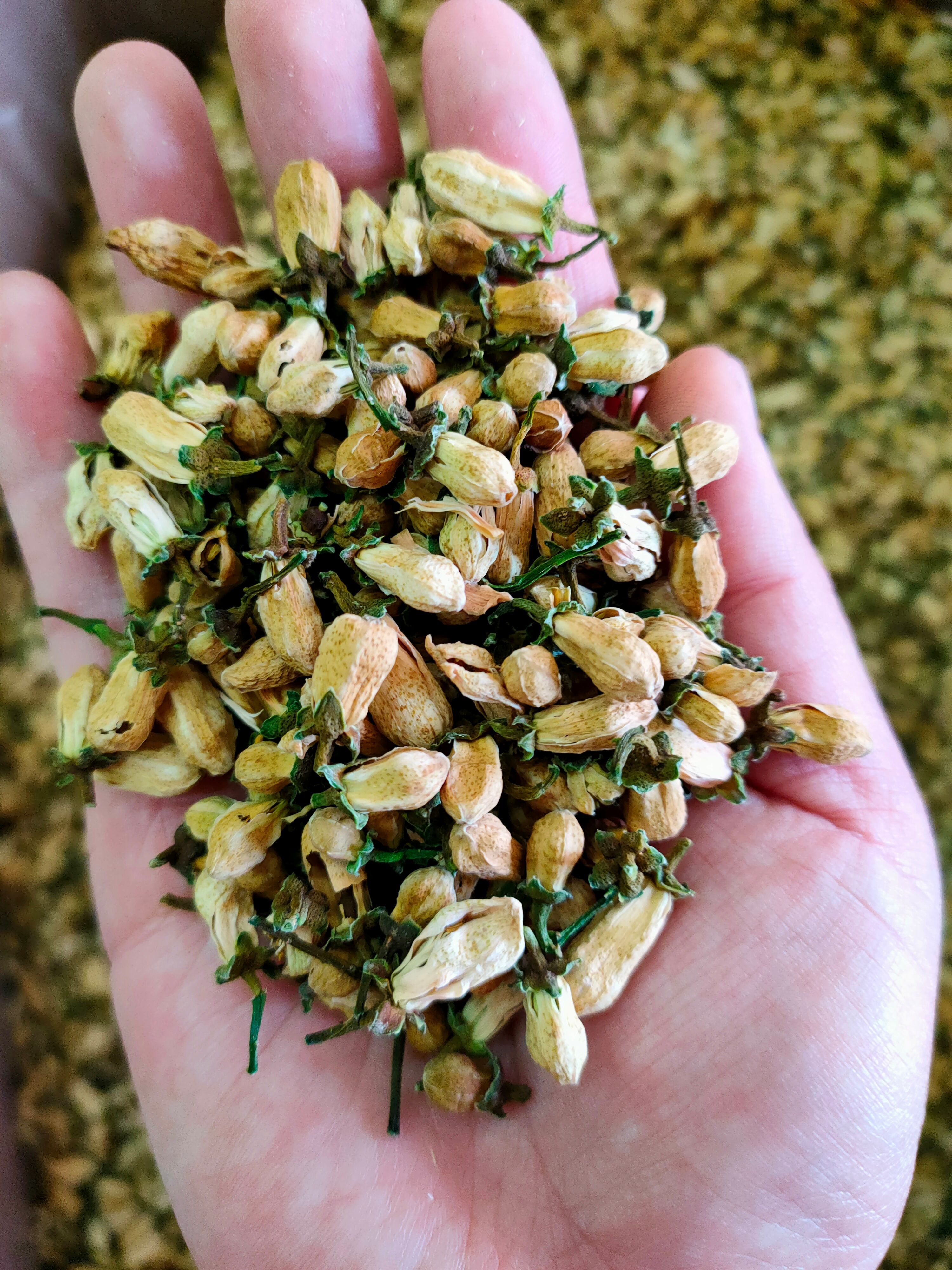 玳玳花 干净无杂玳玳花 非柚子花大量供应 一件代发