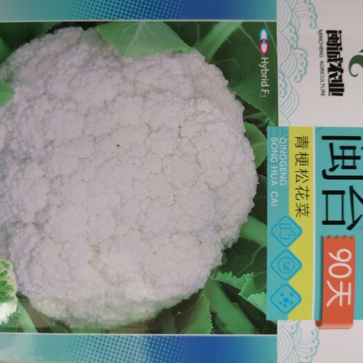 青梗松花100天