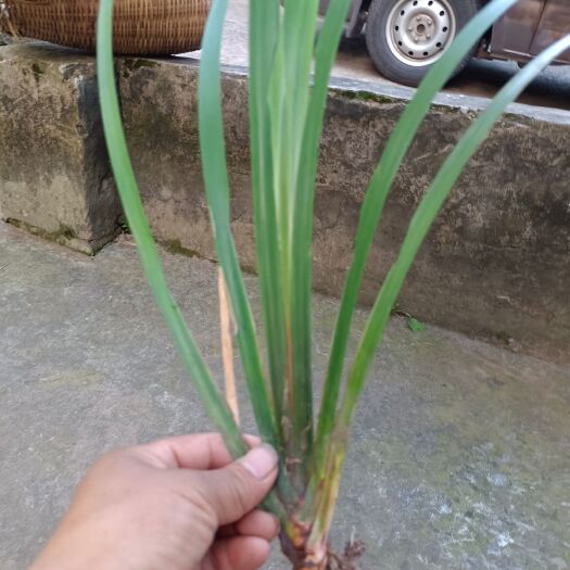重庆市石菖蒲苗子
