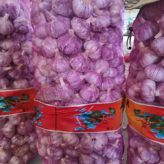 金乡县紫皮蒜，大量供应，全年发货，代收代存，冷库出租，诚信经营，