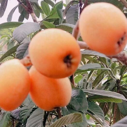 石棉县新鲜枇杷，口感鲜美，质量保证