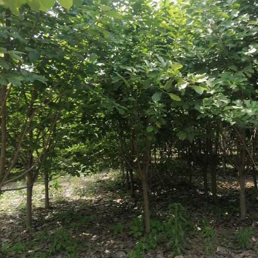 南召县低杆红玉兰白玉兰8到10公分