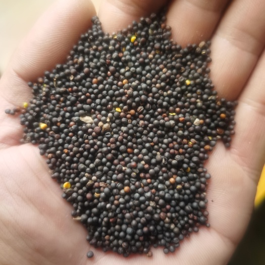 二连浩特油菜籽