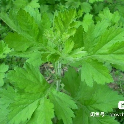 沭阳县新鲜艾草端午挂门艾蒿整棵端午礼品欢迎实地考察量大从优