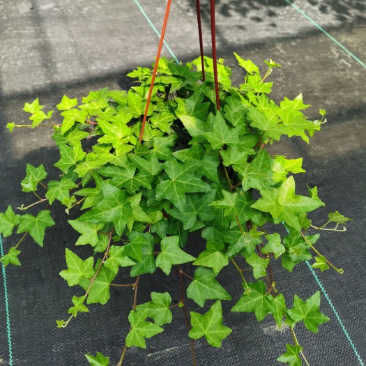 郎溪县165#青叶中华常春藤做植物墙市政绿化可用的耐寒好养爬藤植物