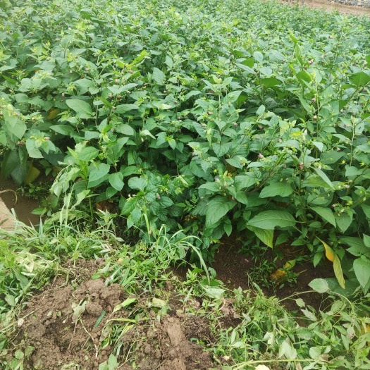 新田县颠茄草质量好
