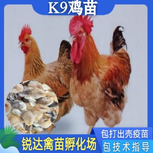 南宁K9鸡苗K901鸡苗.打好疫苗.证件齐全.诚信经营。