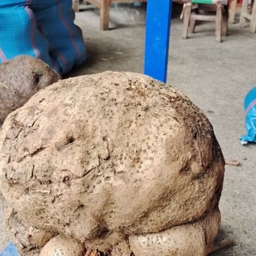 芒市金线吊葫芦。地不容。品种多一手货源。价格便宜。