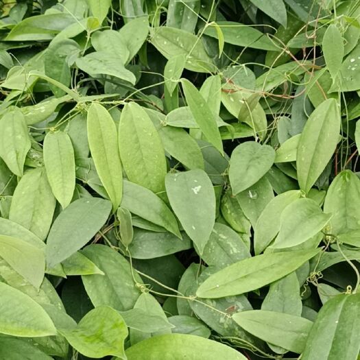 灵山县土茯苓苗