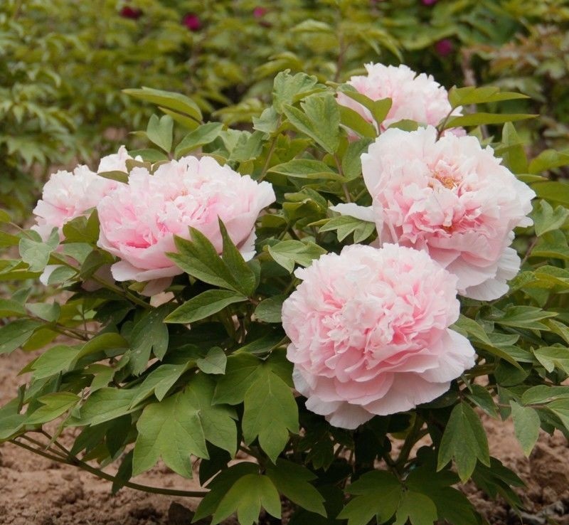 菏澤大城牡丹園藝