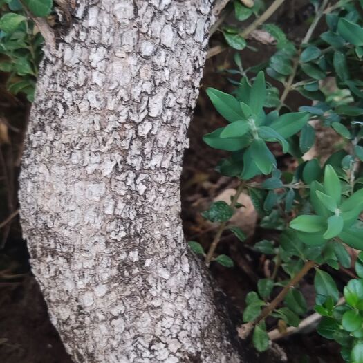 丽江龙鳞黄杨