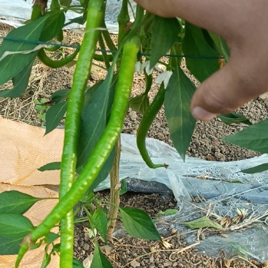 临泉县辣椒大量上市