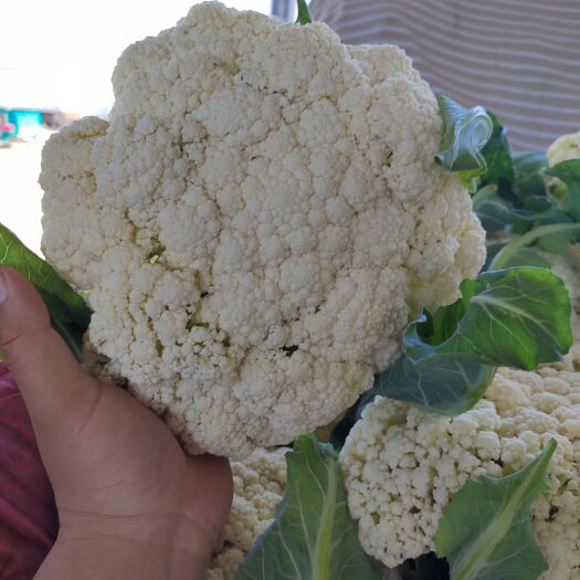 博爱县花菜  【荐】白面，青梗松花大量供应！基地直发