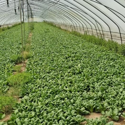 睢县上海青小油菜