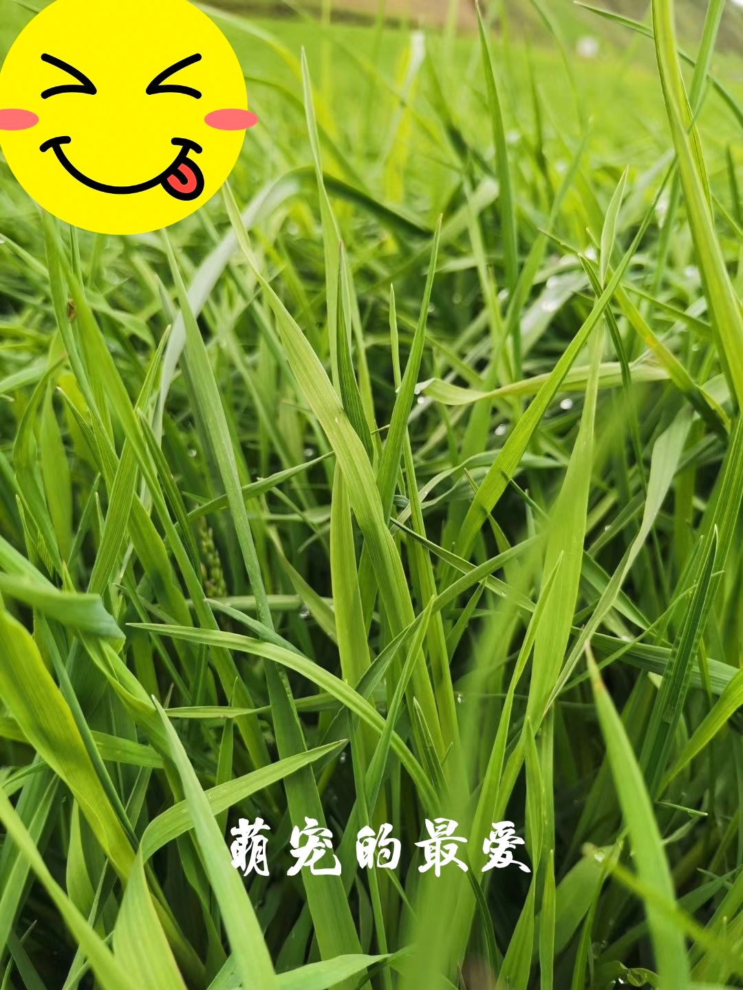 晒干提摩西草批发零售 兔兔荷兰猪等萌宠的食粮
