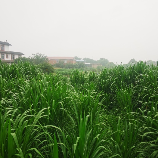 宜宾锦沣牧草种苗