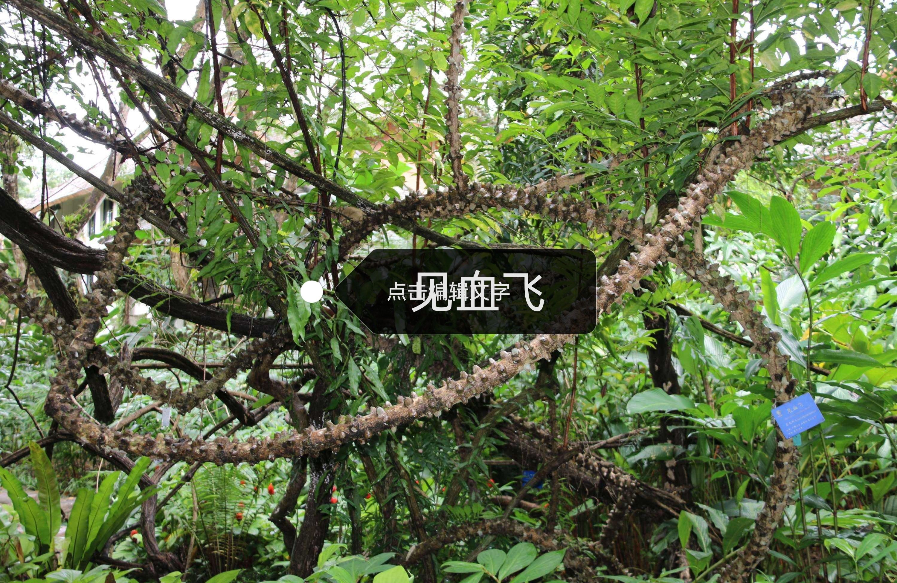 中草药，见血飞，飞龙掌血