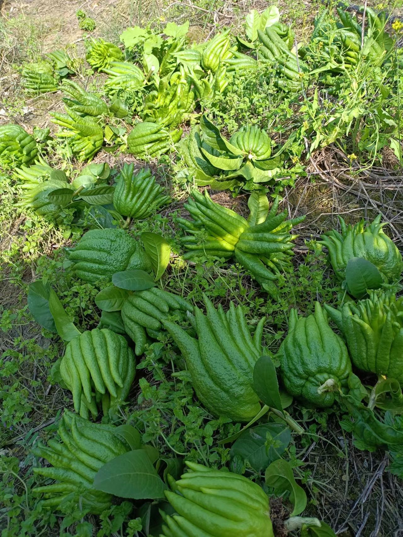 佛手观赏果，香橼观赏果