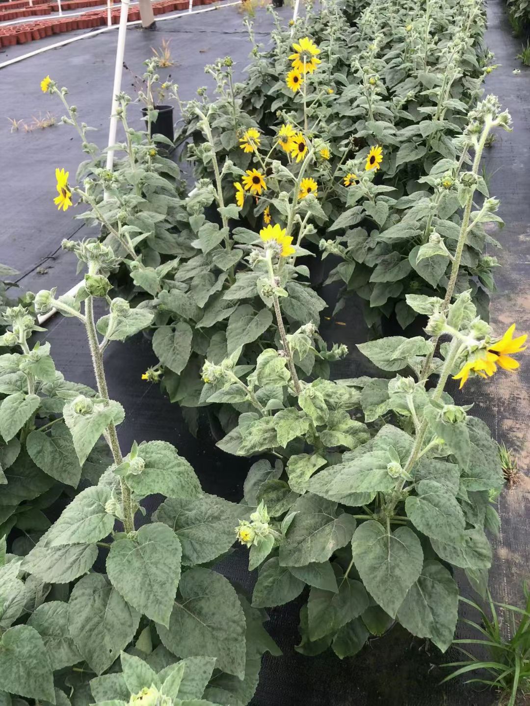 向日葵（光辉岁月）基地直销精品开花绿植全国一件代发物美价廉。