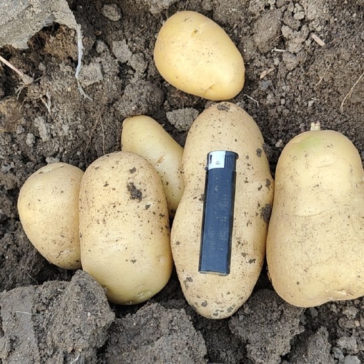新野县荷兰中暑v7希森土豆大量供应