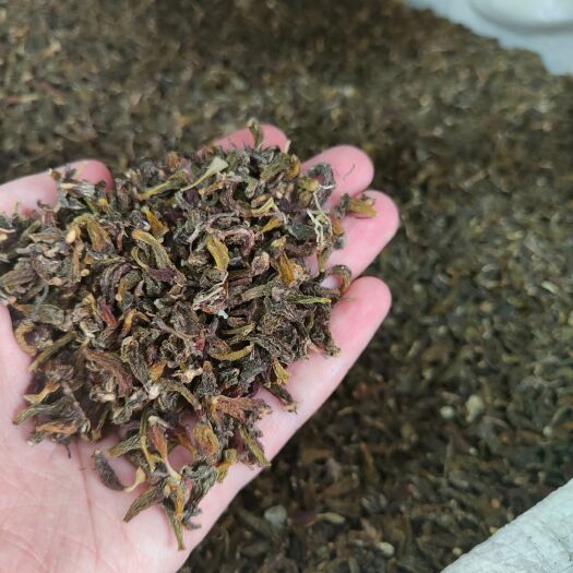 普宁市红珠虫石斛红岩珠霍斛虫斛批发