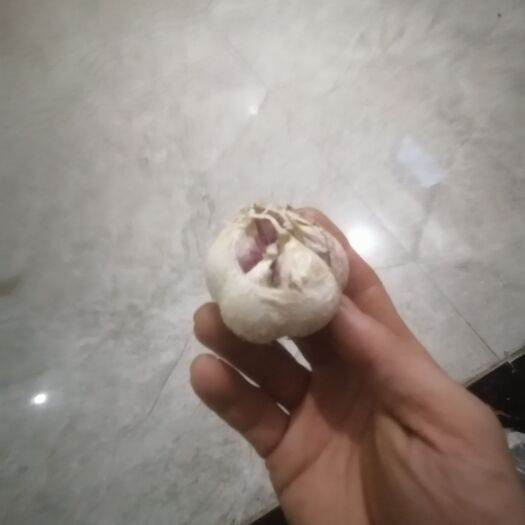 兰陵县苍山大蒜！色香味俱全！汁浓！全国有名！四六瓣！开始预订！