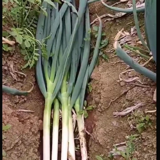 平度市铁大葱大量上市！质量好质量有保证！