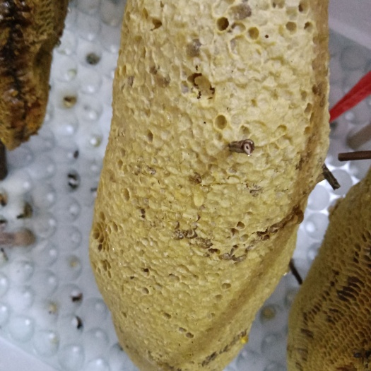崇左小挂蜜。土蜂蜜。草蜂