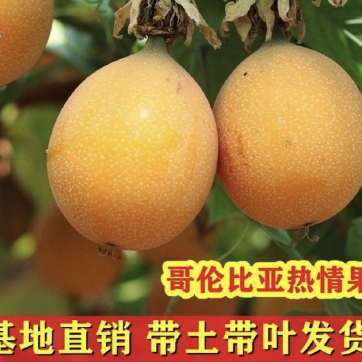 灵山县热情果苗哥伦比亚纯甜百香果树苗南北方种植庭院盆栽四季当年结果