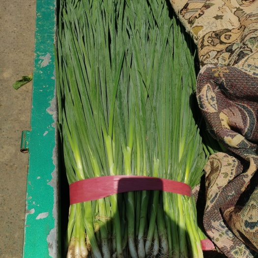 邯郸精品小葱大量上市，产地直发，新鲜采摘，欢迎各地商客联系