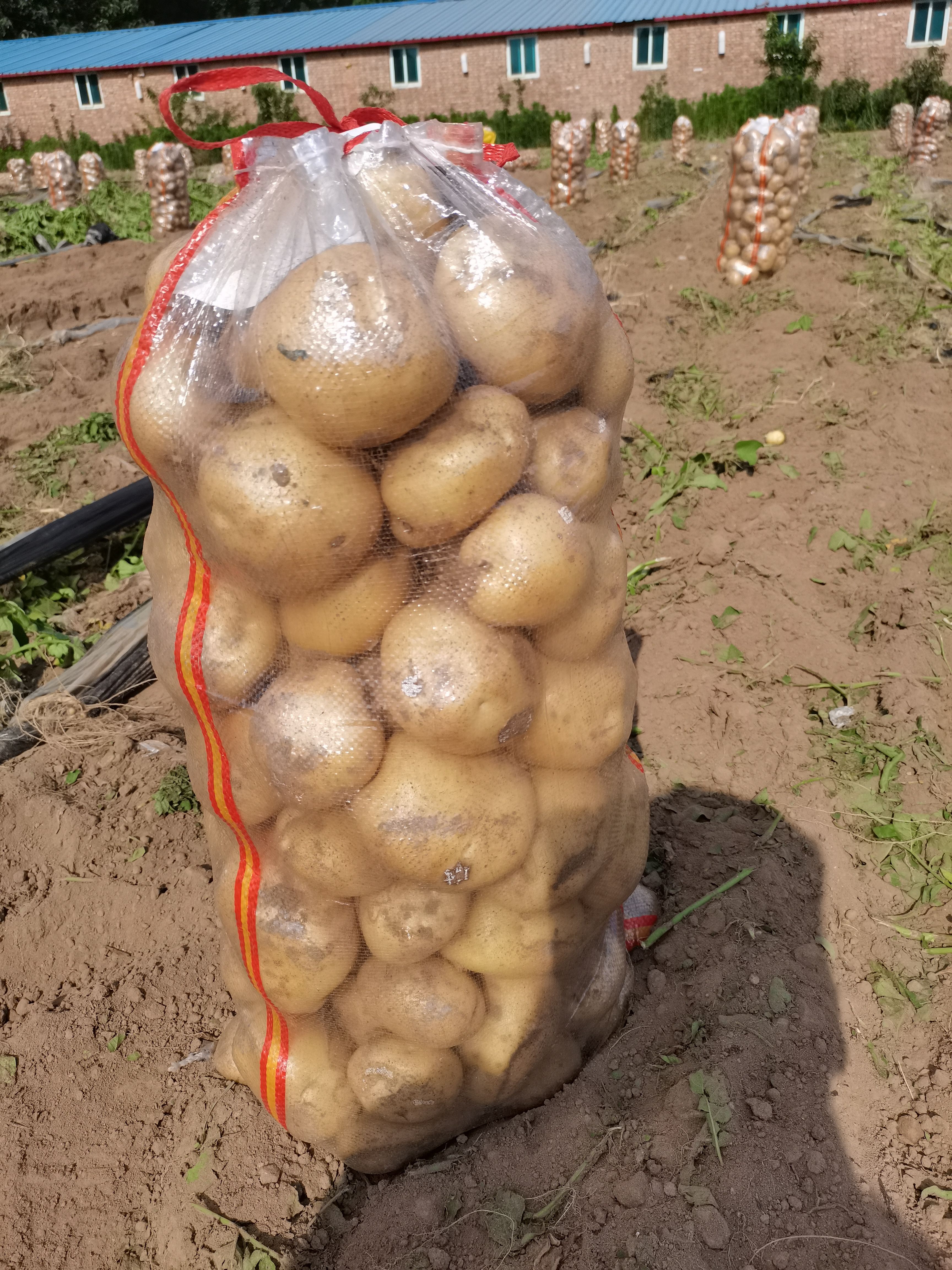 开封精品土豆，希森，荷兰，v7，中薯5号，产地一手货源，供应电商