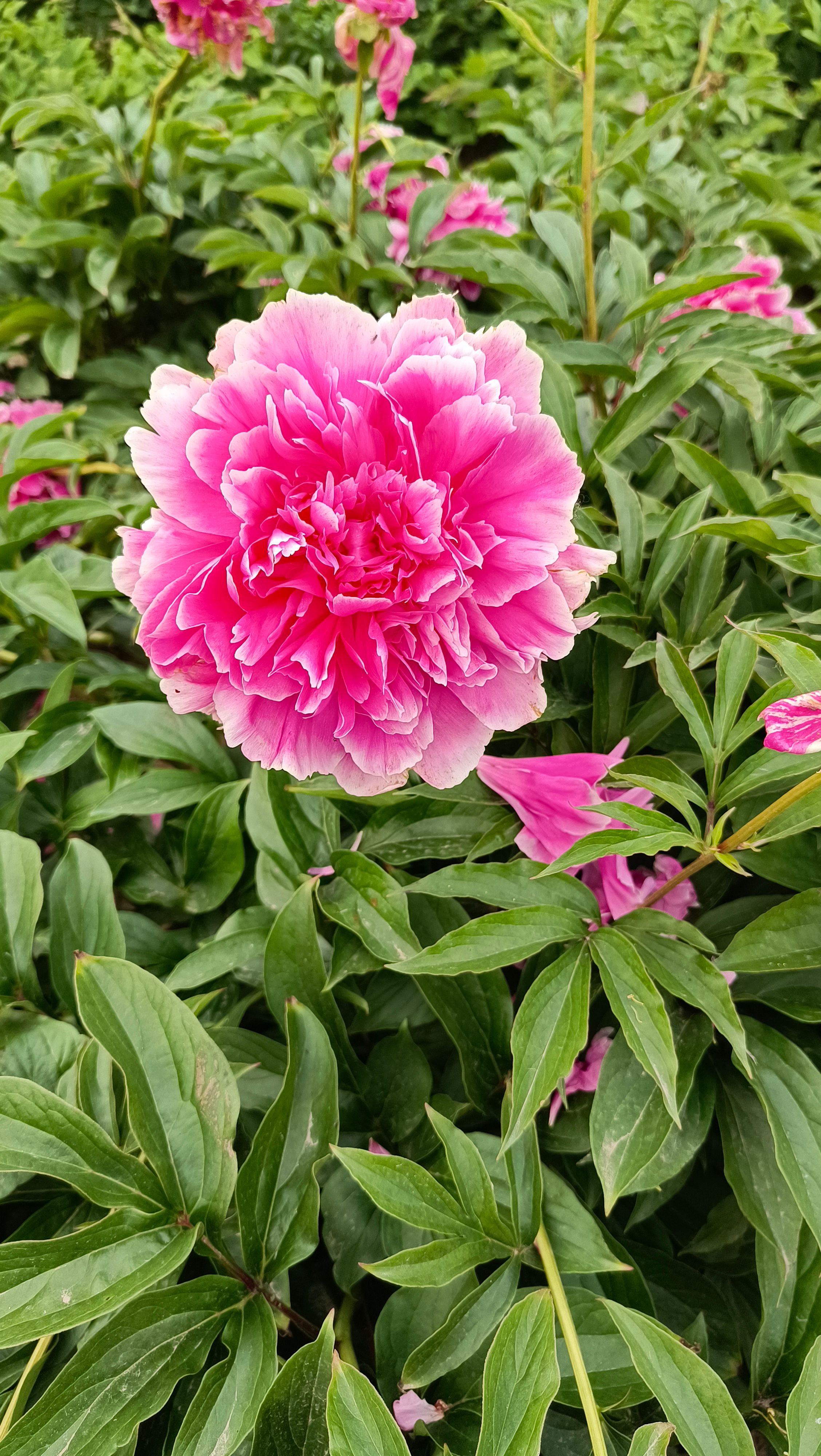 【爆款推荐】芍药，精品观赏芍药，保品种，保成活