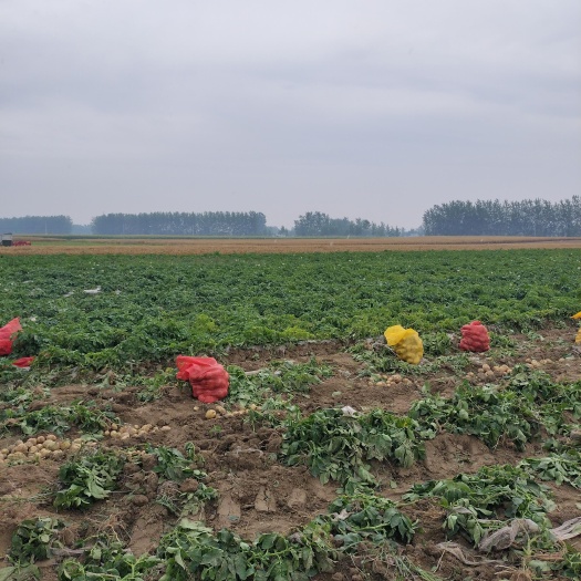 湖北精品黄皮黄心土豆大量上市产地现挖现发质量保证 诚信为本