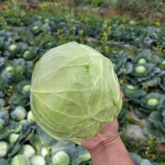 钟祥市湖北精品甘蓝，地里现砍现发，无卷边无虫眼，无烧心