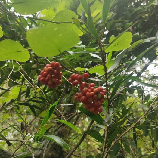 博白县千金藤种子