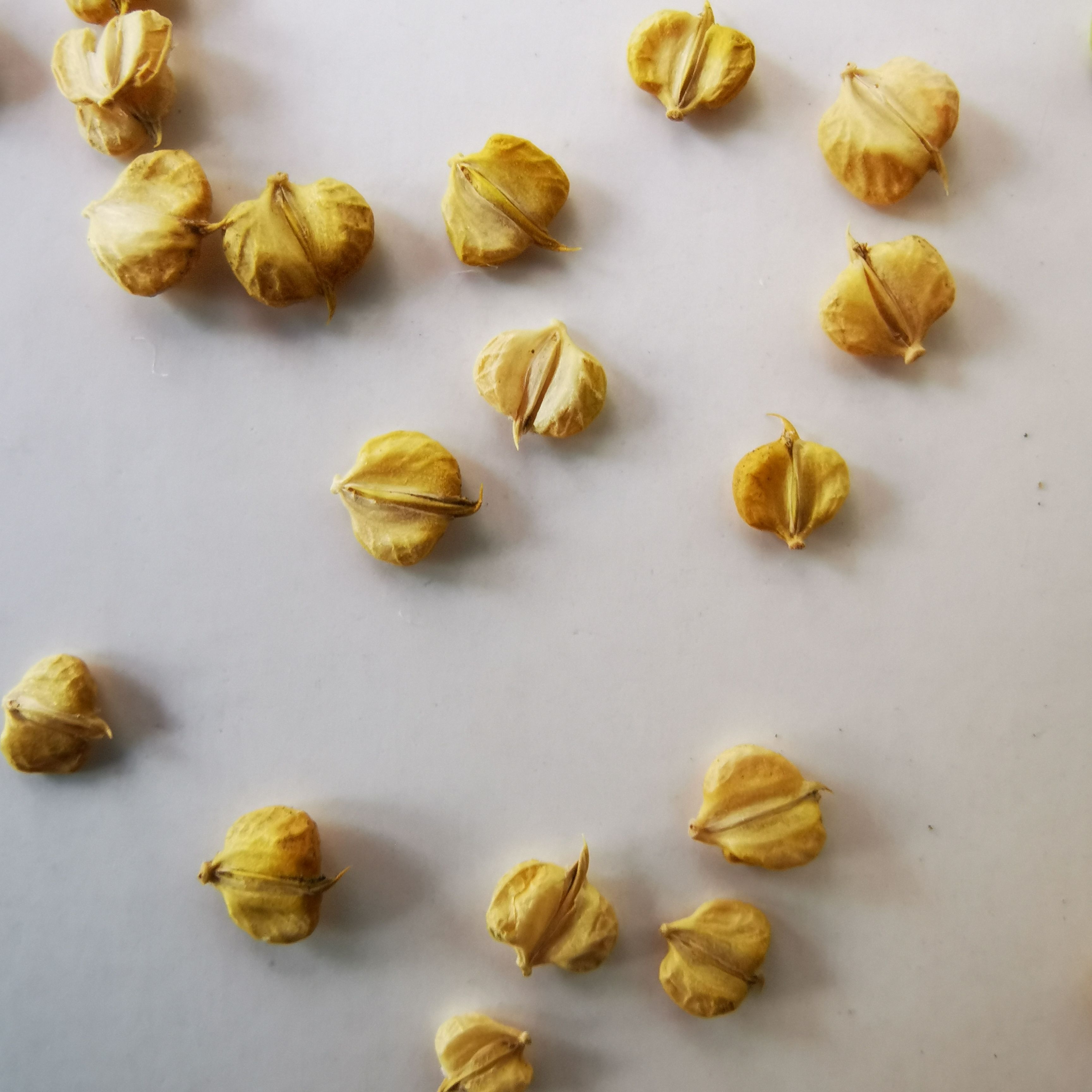 洪湖市棒棒草籽 菵草  水稗子 苦梗草 耐寒 养虾用草挺水草