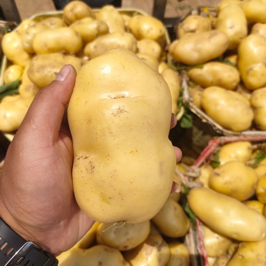 沂水县荷兰土豆山东荷兰土豆大量上市，价格合理，质量保证，颜色光亮，
