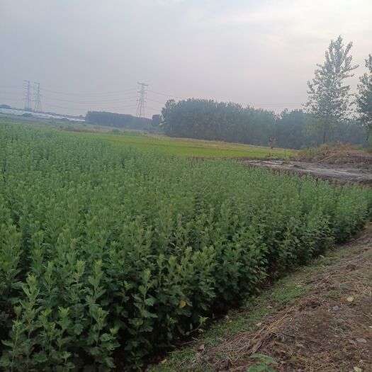 长丰县新鲜艾草销售